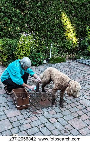 A woman washes the muddy feet of her pet dog in the backyard, Ontario, Canada View Large Photo Image Stock Image - A woman washes the muddy feet of her pet dog in the backyard, Ontario, Canada. Fotosearch