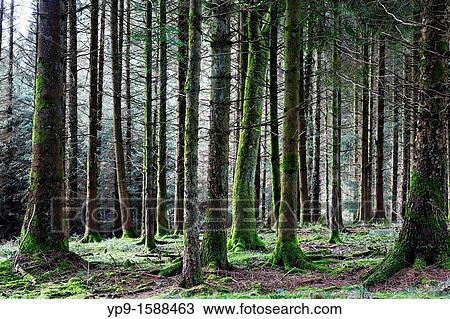 Stock Image - A wood in Devon, England. Fotosearch