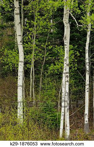 A woodland of aspen, with emerging spring leaves in the understory, Greater Sudbury Lively, Ontario, Canada View Large Photo Image Stock Image - A woodland of aspen, with emerging spring leaves in the understory, Greater Sudbury Lively, Ontario, Canada. Fotosearch