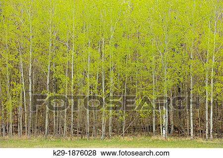A woodlot of aspen trees with early spring foliage near a pasture, Manitoulin Island- Kagawong, Ontario, Canada View Large Photo Image Stock Photo - A woodlot of aspen trees with early spring foliage near a pasture, Manitoulin Island- Kagawong, Ontario, Canada. Fotosearch