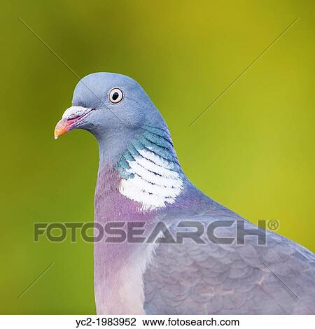 A Woodpigeon (Columba palumbus) close up in the uk. View Large Photo Image Stock Image - A Woodpigeon (Columba palumbus) close up in the uk.. Fotosearch