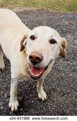 Stock Photograph - A yellow lab portait at an unusual angle.. Fotosearch