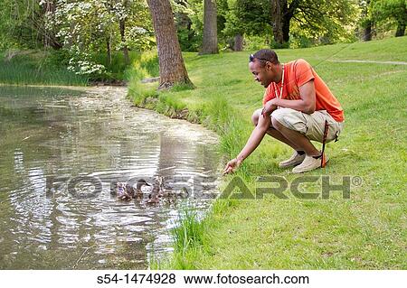 A young, african-american male feeding ducks View Large Photo Image Stock Photo - A young, african-american male feeding ducks. Fotosearch