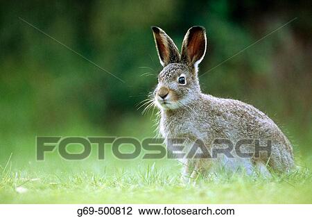 A young alpin hare (Lepus timidus). Burvik, Vasterbotten. Sweden. View Large Photo Image Stock Image - A young alpin hare (Lepus timidus). Burvik, Vasterbotten. Sweden.. Fotosearch