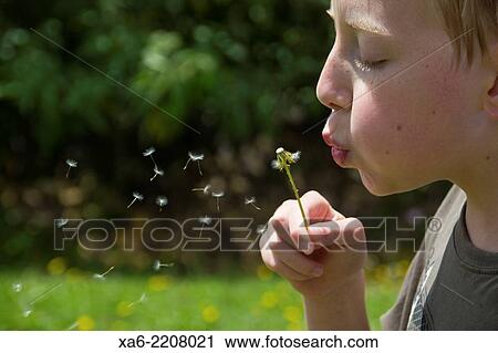 A young boy blows a dandelion head and the seeds scatter. View Large Photo Image Stock Image - A young boy blows a dandelion head and the seeds scatter.. Fotosearch