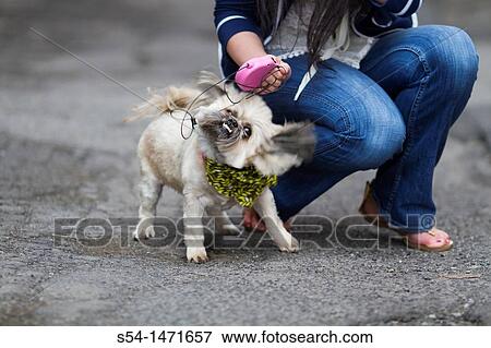 Stock Photo - A young caucasian woman with her small dog, a Shih-tzu terrier, in Spokane, Washington, USA.. Fotosearch
