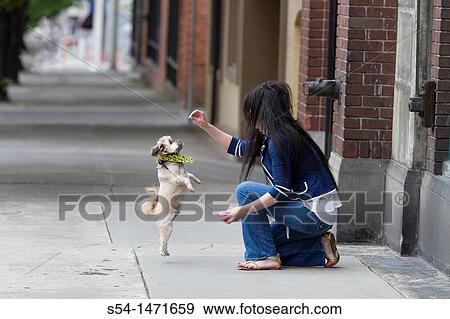 A young caucasian woman with her small dog, a Shih-tzu terrier, in Spokane, Washington, USA. View Large Photo Image Stock Photo - A young caucasian woman with her small dog, a Shih-tzu terrier, in Spokane, Washington, USA.. Fotosearch