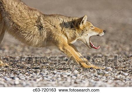 A young coyote Canis latrans stretching and yawning on the salt flats in San Ignacio Lagoon, Baja California Sur, Mexico View Large Photo Image Stock Image - A young coyote Canis latrans stretching and yawning on the salt flats in San Ignacio Lagoon, Baja California Sur, Mexico. Fotosearch