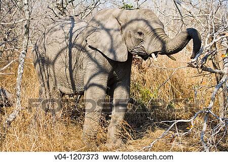 A young elephant (Loxodonta africana) feeding on some branches in South Africa View Large Photo Image Stock Image - A young elephant (Loxodonta africana) feeding on some branches in South Africa. Fotosearch