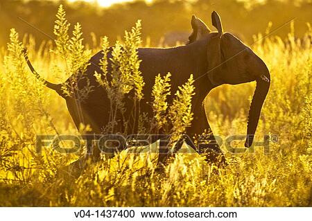 A young elephant (Loxodonta africana) running through grass, Botswana, Africa View Large Photo Image Stock Image - A young elephant (Loxodonta africana) running through grass, Botswana, Africa. Fotosearch