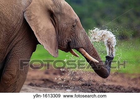 A young elephant Loxodonta Africana Sprays himself with water at Hapoor Dam in Addo Elephant National Park, South Africa View Large Photo Image Stock Photo - A young elephant Loxodonta Africana Sprays himself with water at Hapoor Dam in Addo Elephant National Park, South Africa. Fotosearch