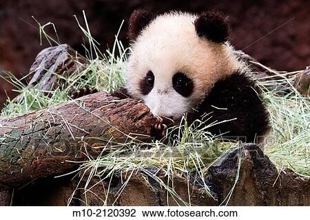 A young Giant Panda looking at the end of a log where it is sitting in the hay View Large Photo Image Stock Image - A young Giant Panda looking at the end of a log where it is sitting in the hay. Fotosearch
