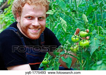 Stock Image - A young, happy gardener holding green tomatoes in his garden. Fotosearch