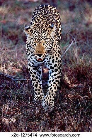 A young leopard at Kruger National Park in South Africa View Large Photo Image Picture - A young leopard at Kruger National Park in South Africa. Fotosearch