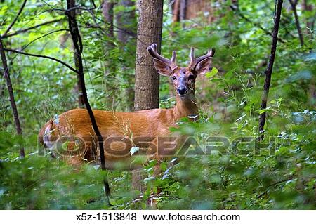 A young male Deer in the wood of Ohio View Large Photo Image Stock Photo - A young male Deer in the wood of Ohio. Fotosearch