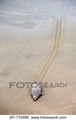 A young male Elephant Seal, Mirounga leonina, wadles his way up the beach, leaving a distinct track behind, Punta Delgada, Peninsula Valdez, Patagonia, Argentina, Atlantic ocean View Large Photo Image Stock Image - A young male Elephant Seal, Mirounga leonina, wadles his way up the beach, leaving a distinct track behind, Punta Delgada, Peninsula Valdez, Patagonia, Argentina, Atlantic ocean. Fotosearch