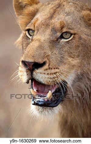 A young male lion portrait panthera Leo taken near Satara in Kruger National Park, South Africa View Large Photo Image Stock Photo - A young male lion portrait panthera Leo taken near Satara in Kruger National Park, South Africa. Fotosearch