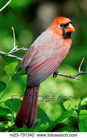 A young male northern cardinal (Cardinalis cardinalis) looks over his shoulder, Pennsylvania, USA. View Large Photo Image Stock Image - A young male northern cardinal (Cardinalis cardinalis) looks over his shoulder, Pennsylvania, USA.. Fotosearch