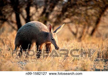 Stock Photo - Aardvark Orycteropus afer, stalking through dry grassland, National Park Etosha, Namibia. Fotosearch