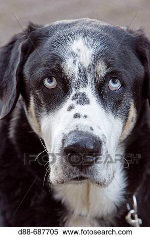 Stock Photography - Abandoned dog.. Fotosearch