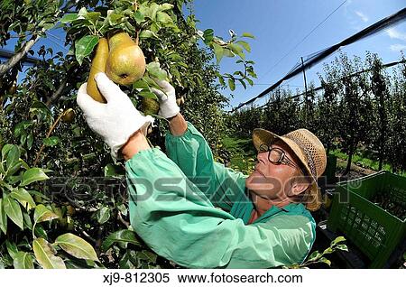 Abate Pear View Large Photo Image Stock Photography - Abate Pear. Fotosearch