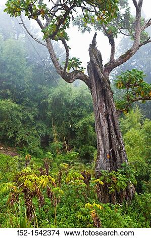 Aberdare National Park, Kenya, Africa. View Large Photo Image Picture - Aberdare National Park, Kenya, Africa.. Fotosearch