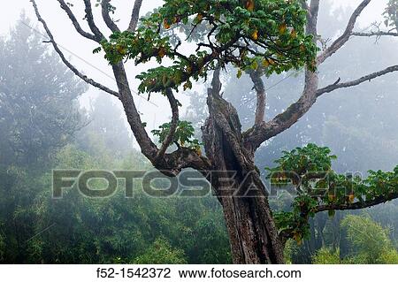 Aberdare National Park, Kenya, Africa. View Large Photo Image Stock Image - Aberdare National Park, Kenya, Africa.. Fotosearch