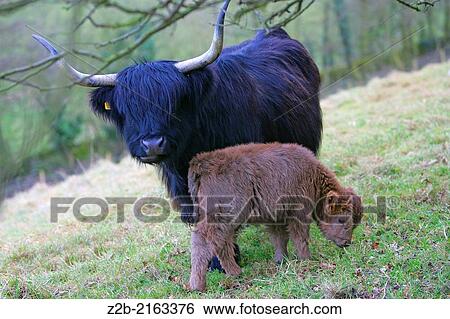 Aberdeen Angus cow and calf, derbyshire, uk. View Large Photo Image Stock Photograph - Aberdeen Angus cow and calf, derbyshire, uk.. Fotosearch