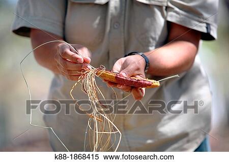 Aboriginal Tour Guide demonstrating basket weaving Kakadu National Park Northern Territory, Australia View Large Photo Image Stock Photography - Aboriginal Tour Guide demonstrating basket weaving Kakadu National Park Northern Territory, Australia. Fotosearch
