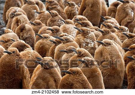 About 10 month old King penguin chicks (Aptenodytes patagonicus) are huddling together during stormy weather at Right Whale Bay, South Georgia Island, Sub-Antarctica. View Large Photo Image Stock Photo - About 10 month old King penguin chicks (Aptenodytes patagonicus) are huddling together during stormy weather at Right Whale Bay, South Georgia Island, Sub-Antarctica.. Fotosearch