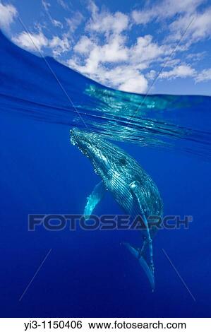 Stock Photograph - Above and below view of humpback whale, Maui, Hawaii, USA. Fotosearch