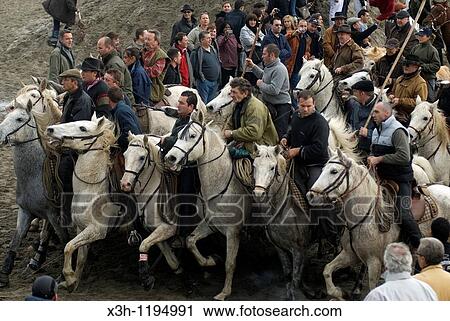 ? Abrivado? traditional event: horsemen leading bulls from the countryside to the city, Saintes-Maries-de-la-Mer, Camargue,, Bouches-du-Rhone department, France View Large Photo Image Stock Image - ? Abrivado? traditional event: horsemen leading bulls from the countryside to the city, Saintes-Maries-de-la-Mer, Camargue,, Bouches-du-Rhone department, France. Fotosearch