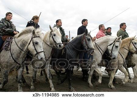 ? Abrivado? traditional event: horsemen leading bulls from the countryside to the city, Saintes-Maries-de-la-Mer, Camargue,, Bouches-du-Rhone department, France View Large Photo Image Stock Photography - ? Abrivado? traditional event: horsemen leading bulls from the countryside to the city, Saintes-Maries-de-la-Mer, Camargue,, Bouches-du-Rhone department, France. Fotosearch