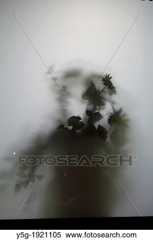 abstract view of pot plant through frosted glass window at night View Large Photo Image Stock Photography - abstract view of pot plant through frosted glass window at night. Fotosearch