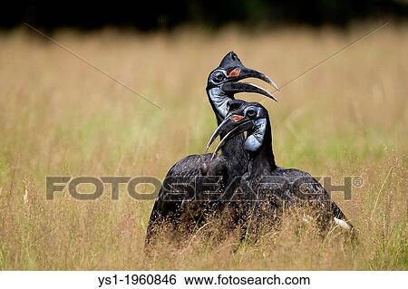 Stock Photograph - ABYSSIAN GROUND HORNBILL OR NORTHERN GROUND HORNBILL bucorvus abyssinicus, Kenya. Fotosearch