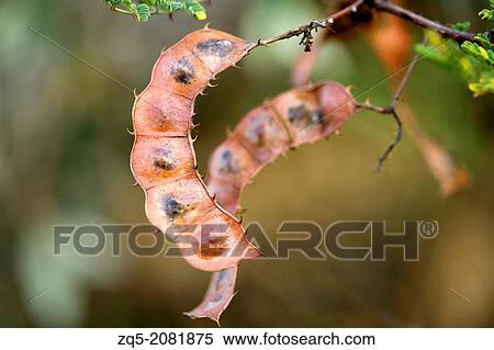 Acacia consinna commonly called seekakai. Fruits powder is traditionally using as a shampoo in India. View Large Photo Image Stock Photography - Acacia consinna commonly called seekakai. Fruits powder is traditionally using as a shampoo in India.. Fotosearch