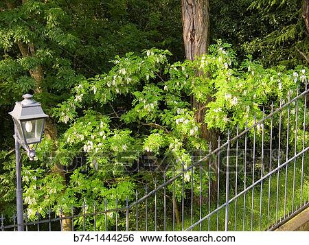 acacia, robinia, saint etienne, loire, france View Large Photo Image Stock Photograph - acacia, robinia, saint etienne, loire, france. Fotosearch