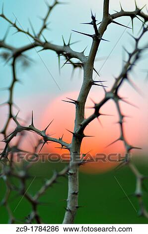 Acacia thorns and red sun around Djenne Mali View Large Photo Image Stock Photograph - Acacia thorns and red sun around Djenne Mali. Fotosearch