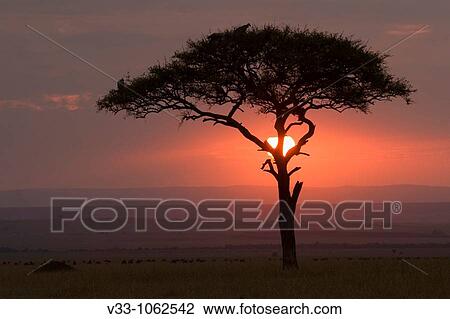 Acacia tree at sunrise in the Masai Mara in Kenya View Large Photo Image Stock Image - Acacia tree at sunrise in the Masai Mara in Kenya. Fotosearch