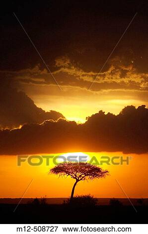 Acacia tree on Amboseli landscape at sunset View Large Photo Image Stock Photo - Acacia tree on Amboseli landscape at sunset. Fotosearch