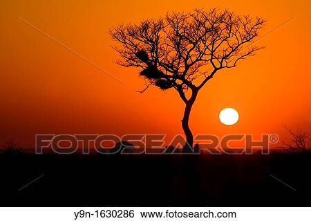 Acacia tree silhouetted against the setting sun near Satara camp in the kruger National park, South Africa View Large Photo Image Stock Photograph - Acacia tree silhouetted against the setting sun near Satara camp in the kruger National park, South Africa. Fotosearch