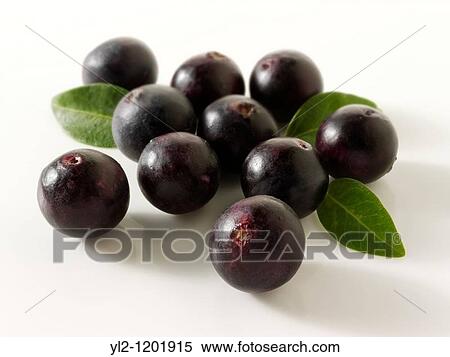 Acai Berries anti oxident fruit loose on a white background ready to cut out View Large Photo Image Stock Photography - Acai Berries anti oxident fruit loose on a white background ready to cut out. Fotosearch