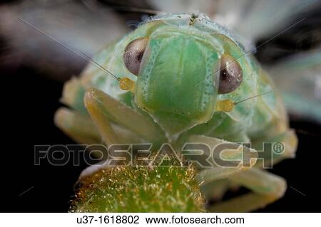 Stock Image - Acanalonidae planthopper nymph. Fotosearch
