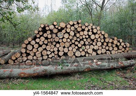 Accumalation of tree trunks, Estate den Treek, Leusden, The Netherlands View Large Photo Image Stock Photo - Accumalation of tree trunks, Estate den Treek, Leusden, The Netherlands. Fotosearch