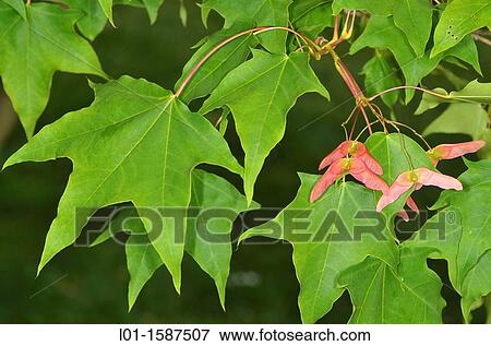 Acer longipes. View Large Photo Image Stock Photo - Acer longipes.. Fotosearch