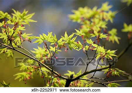 acer palmatum in Spring, blue sky, hope and vitality. View Large Photo Image Stock Image - acer palmatum in Spring, blue sky, hope and vitality.. Fotosearch