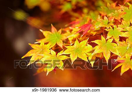 Acer palmatum osakazuki in autumn at the Royal Botanical Garden. Madrid. Spain. View Large Photo Image Stock Photograph - Acer palmatum osakazuki in autumn at the Royal Botanical Garden. Madrid. Spain.. Fotosearch