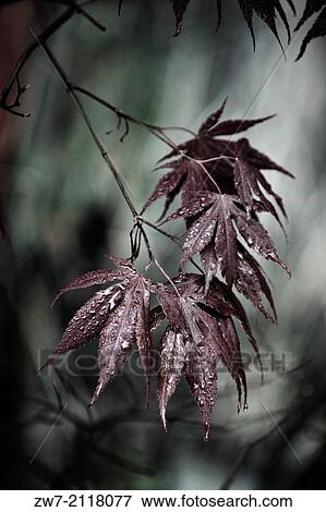 Acer Palmatum with raindrops on leaves. View Large Photo Image Stock Photo - Acer Palmatum with raindrops on leaves.. Fotosearch