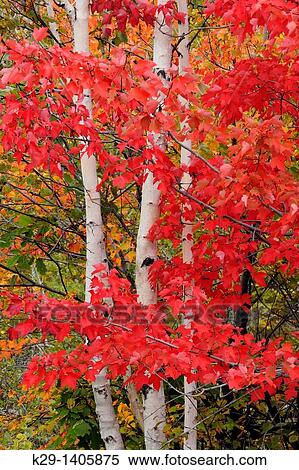 Acer rubrum Red Maple Autumn foliage with white birch tree trunks View Large Photo Image Stock Photography - Acer rubrum Red Maple Autumn foliage with white birch tree trunks. Fotosearch