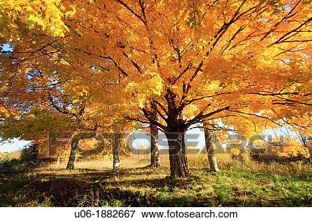Acer saccharum sugar maple is a species of maple native to the hardwood forests of northeastern North America, from Nova Scotia west to southern Ontario, and south to Georgia and Texas View Large Photo Image Stock Photo - Acer saccharum sugar maple is a species of maple native to the hardwood forests of northeastern North America, from Nova Scotia west to southern Ontario, and south to Georgia and Texas. Fotosearch